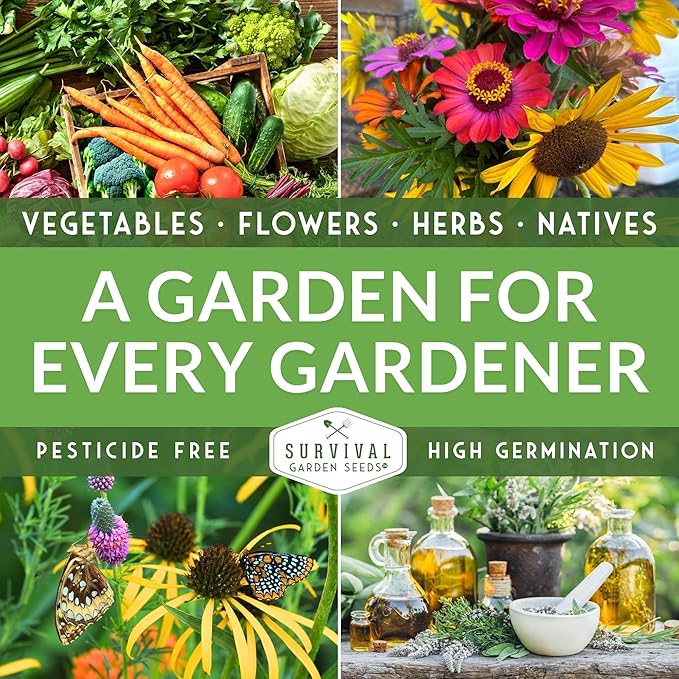 Anise Seeds for Planting - Sweet Anise Herb (Pimpinella anisum) - Culinary and Tea Garden Variety, Heirloom Non GMO - Survival Garden Seeds (5 Pack)