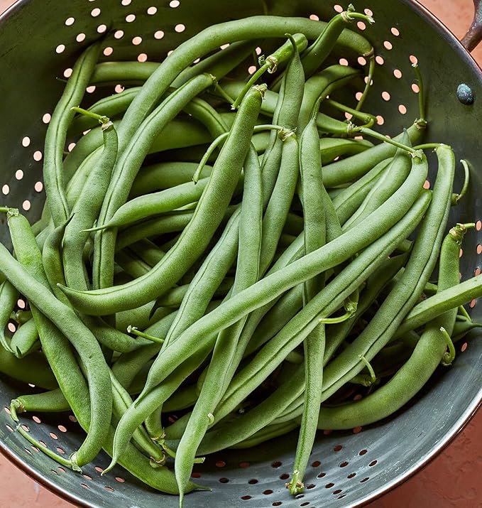 Burpee Blue Lake 274 Bush Bean Seeds 2 ounces of seed