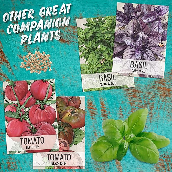 Seed Needs Basil Seeds for Planting Italian Large Leaf Herbs - Non-GMO Heirloom & Untreated - Grow an Indoor or Outdoor Home Grown Herb Garden (20 Packs)